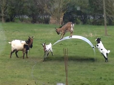 goats on sheet metal|Goats On Wobbly Metal .